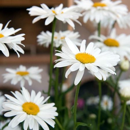 Girasole Villa Limni  المظهر الخارجي الصورة